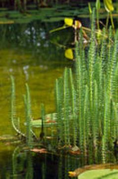 Asparagus Afilicinus Saponin